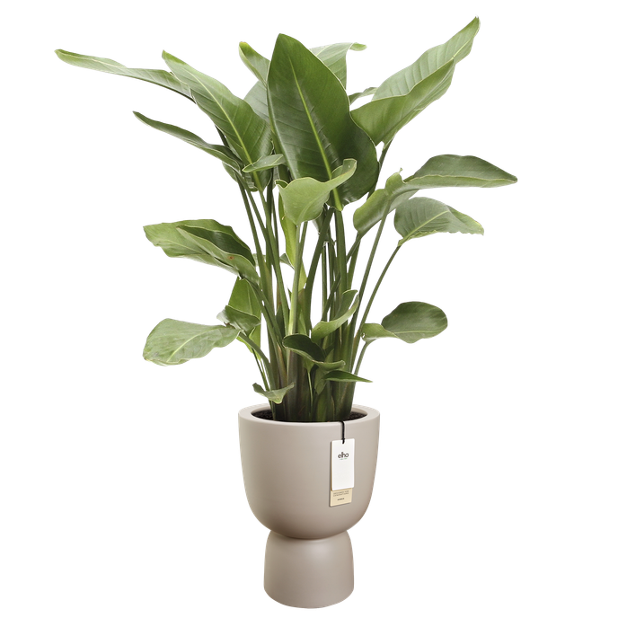 amber coupe 35cm greige